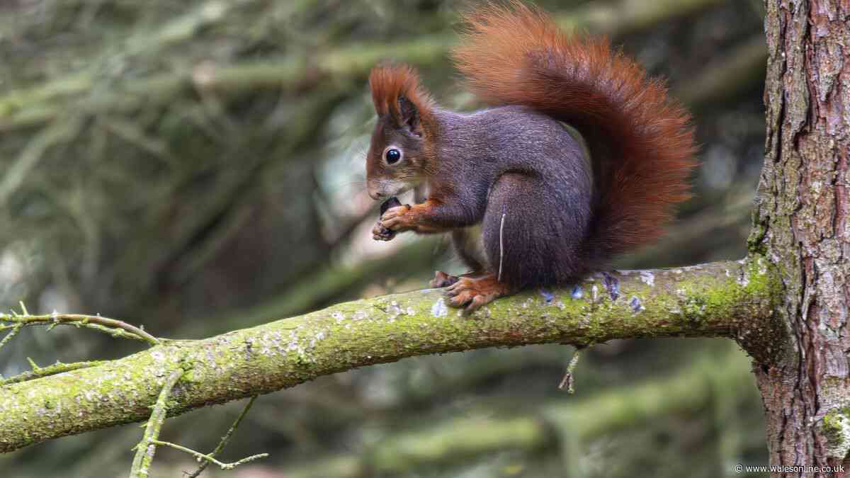 One food item will attract red squirrels to your garden this autumn