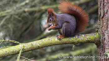 One food item will attract red squirrels to your garden this autumn