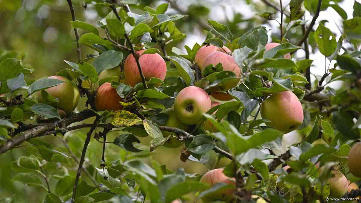 Kein Gießen, kein Hagelschaden: Wie eine fränkische Bäuerin der Klimakrise trotzt