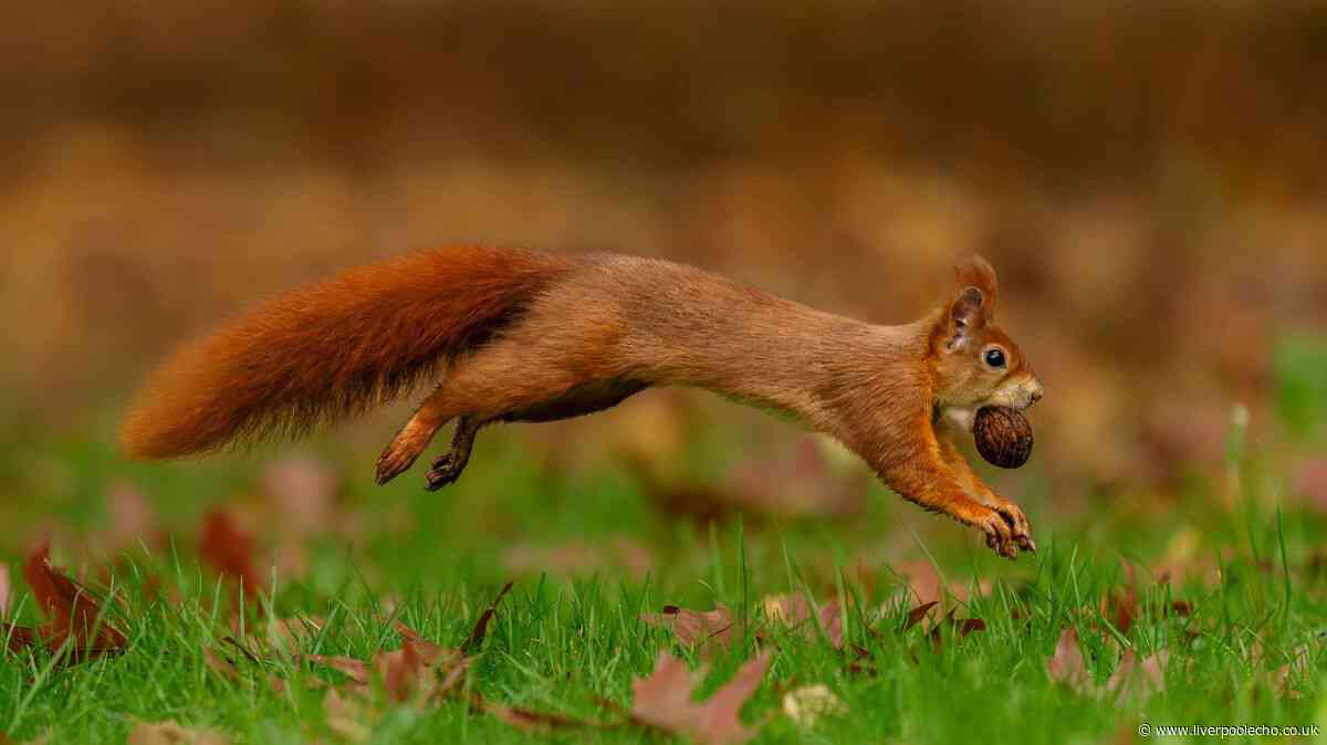 What to feed red squirrels to keep them coming back to your garden