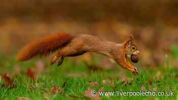 What to feed red squirrels to keep them coming back to your garden