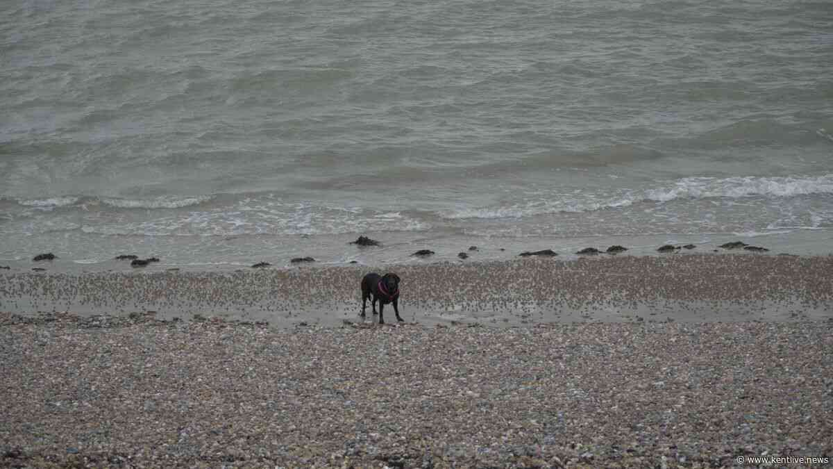 'They've got to go somewhere': Dog walkers blast council's proposed ban at Kent beauty spot