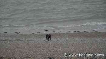 'They've got to go somewhere': Dog walkers blast council's proposed ban at Kent beauty spot