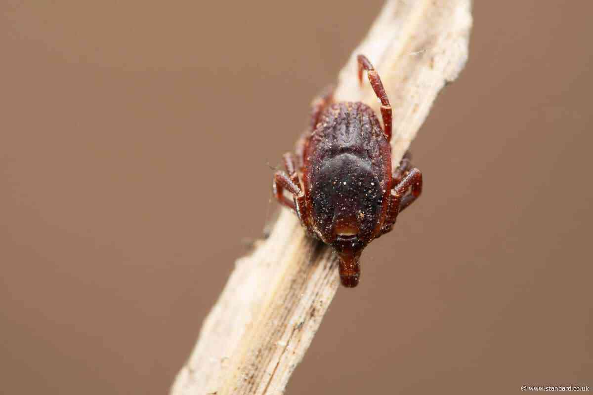Disease-carrying ticks ‘living for longer’ in UK thanks to hotter summers