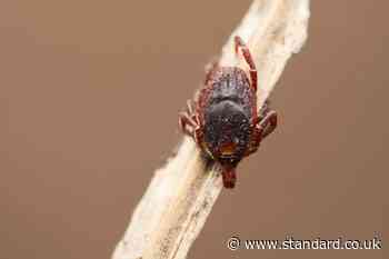 Disease-carrying ticks ‘living for longer’ in UK thanks to hotter summers