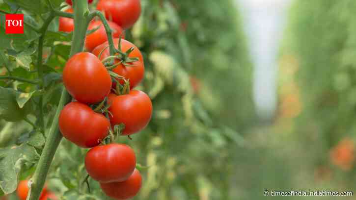 How to grow tomatoes in pots at home: Easy step-by-step guide for beginners