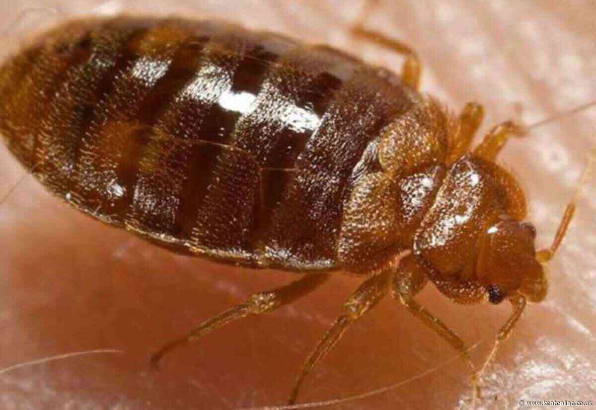 Kent trains cancelled after bedbugs found