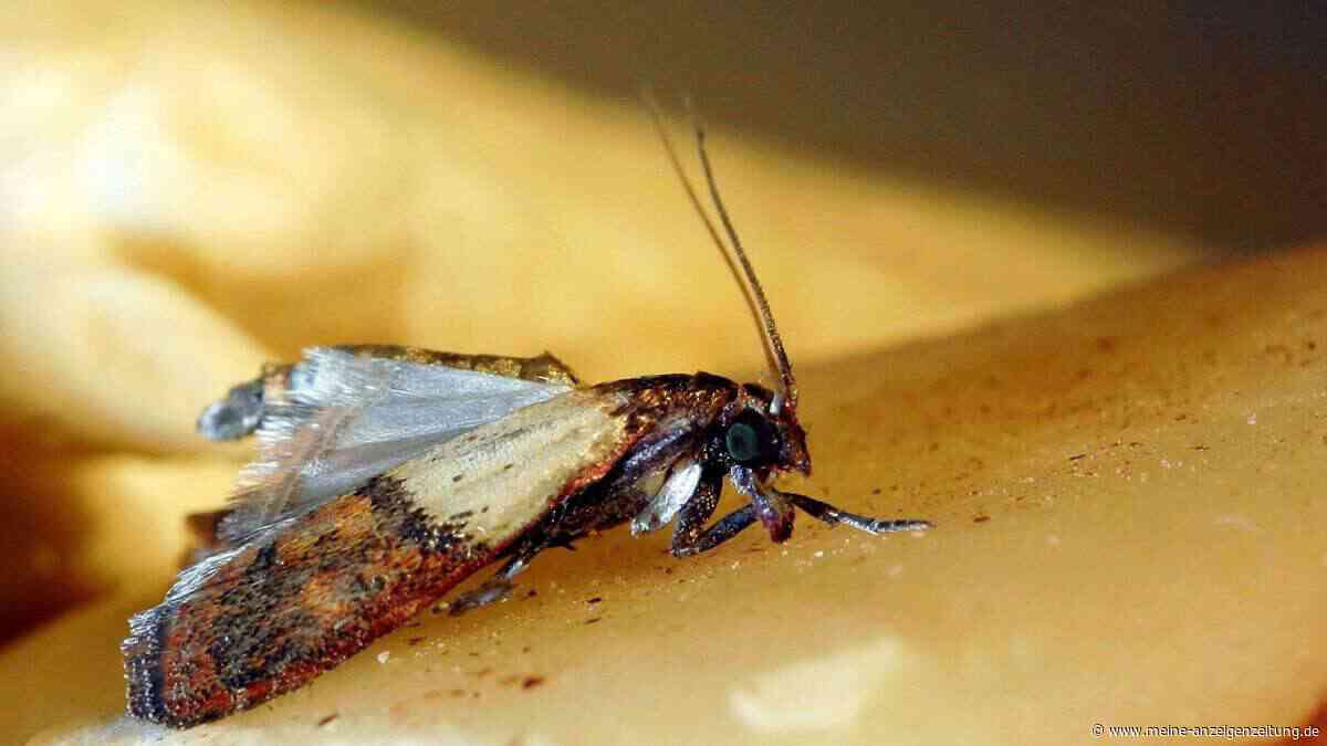 Mehlmotten bekämpfen: Diese Maßnahmen schützen Ihre Vorräte