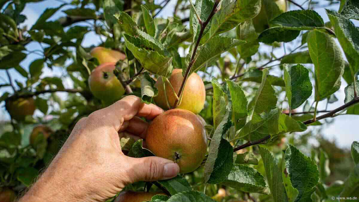 Apfelmus wie von Oma? Das ist das Geheimnis beim Selbermachen