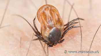 Disease-carrying ticks 'living for longer' in UK thanks to hotter summers