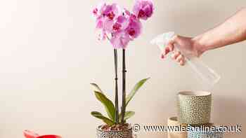 Orchids will 'thrive' for up to 20 years with 1 simple step done now