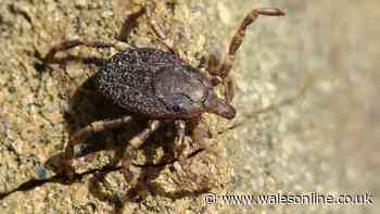 UK heatwaves helping disease-carrying ticks live longer experts warn