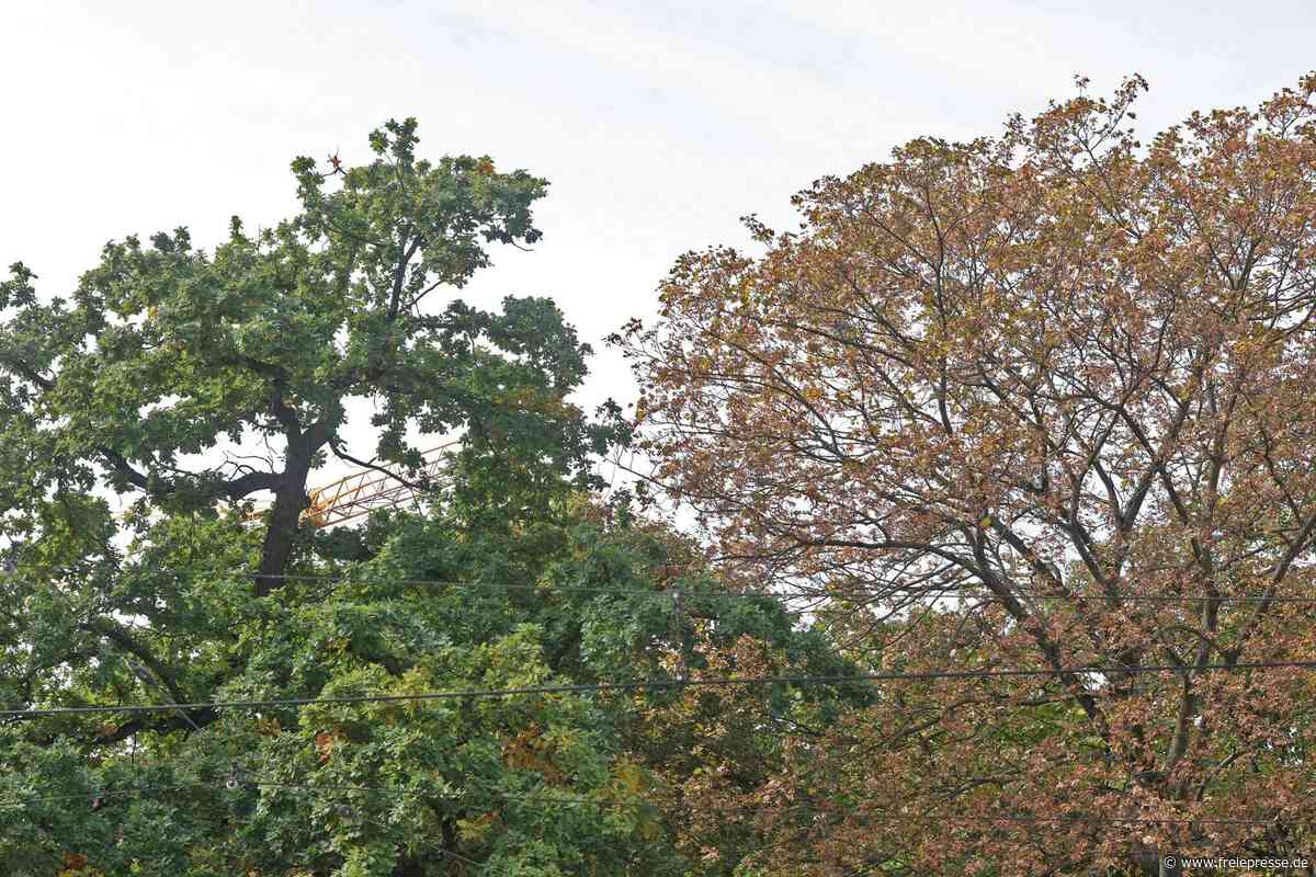 Zwickauer Kastanien verlieren vor dem Herbst Blätter: Was ist da los?