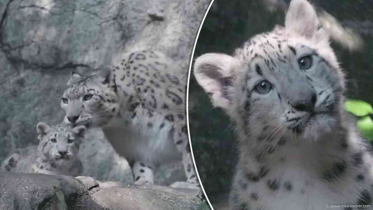 Dierentuin New York deelt eerste beelden van zeldzaam welpje