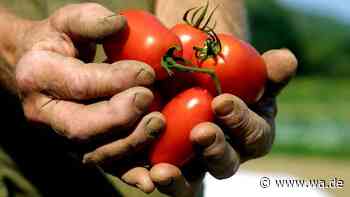Herbst-Alarm für Tomaten: Wann der Kältetod droht und für 2026 Schluss ist