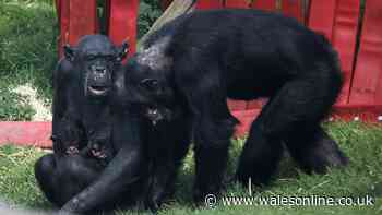 Legendary 60-year-old chimpanzee dies at Welsh zoo