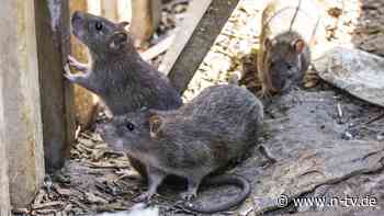 Pandemie, Gewalt, Chaos: Auf der "Insel der Ratten" bricht die Apokalypse los