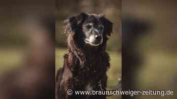 Mischling Camo sucht nach schwerer Zeit ein neues Zuhause in Braunschweig