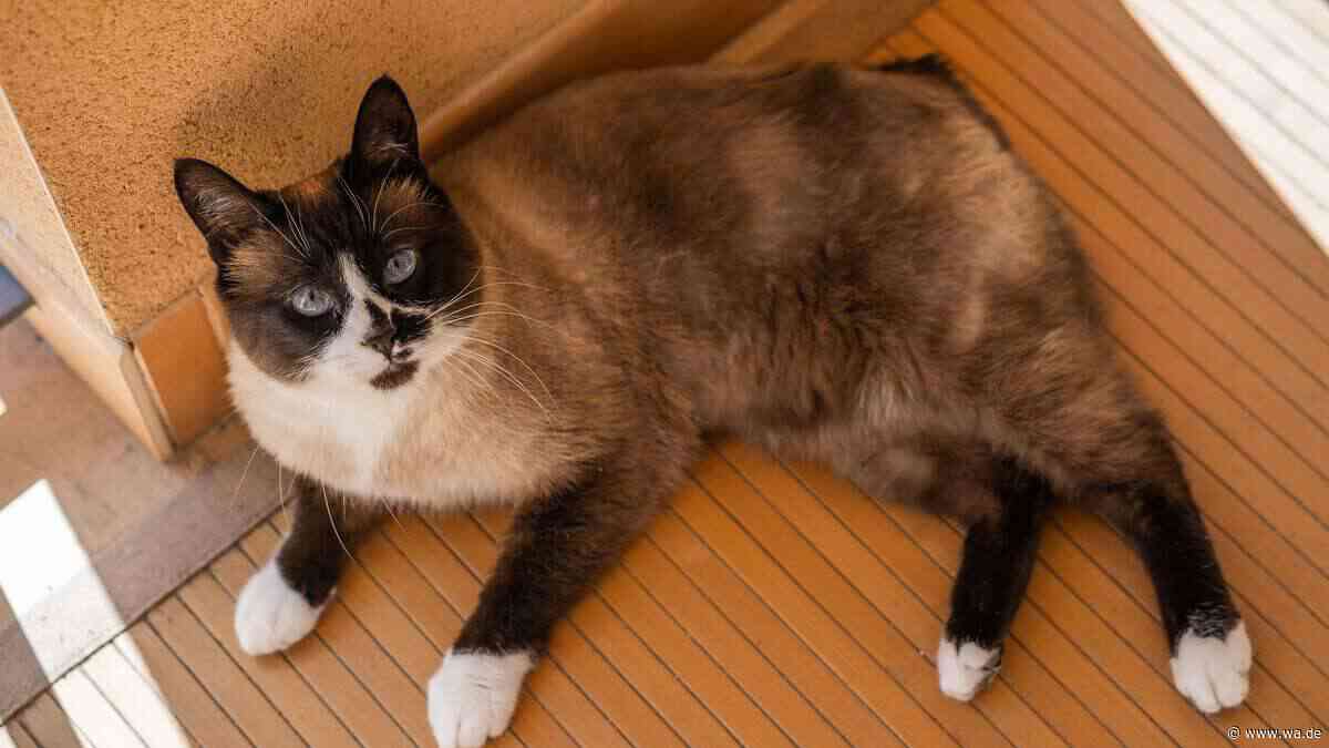Die Snowshoe-Katze verzaubert mit weißen Pfoten und strahlend blauen Augen