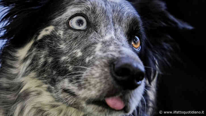 I prezzi folli per i Border Collie: ecco perché questi cani da pastore costano fino a 20 mila euro e vale comunque la pena acquistarli