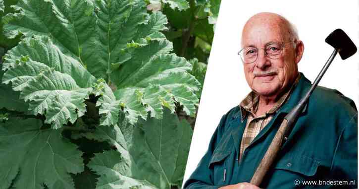 De reusachtige bladen van de gunnera klinken voor Romke als ‘een reus die stukken glas tussen zijn kiezen vermaalt’