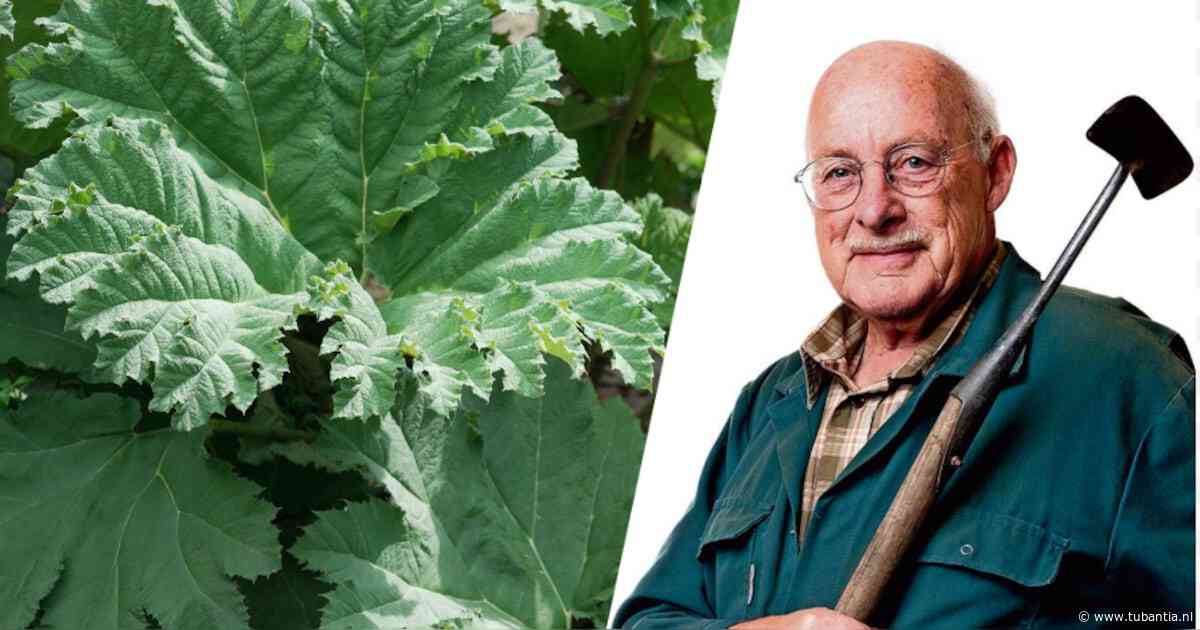 De reusachtige bladen van de gunnera klinken voor Romke als ‘een reus die stukken glas tussen zijn kiezen vermaalt’