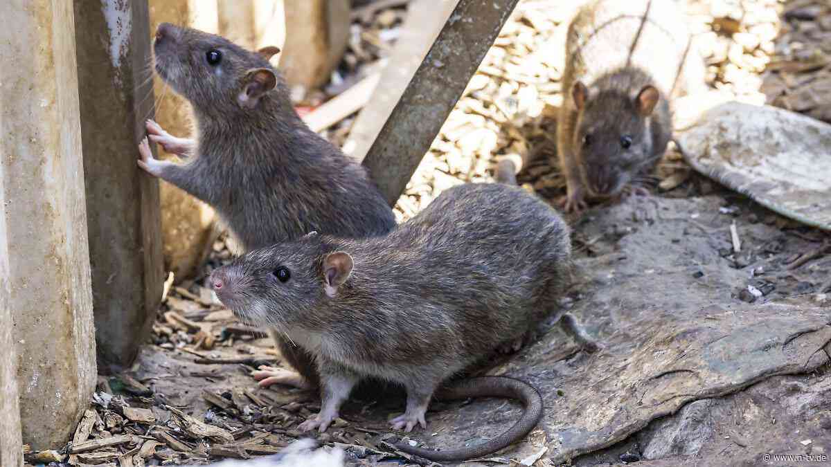 Pandemie, Gewalt, Chaos: Auf Jo Nesbos "Insel der Ratten" bricht die Apokalypse los