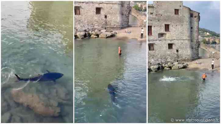Tonno a riva tra Santa Margherita e Rapallo: il video del pesce da 100 kg e lo spavento di un bagnante
