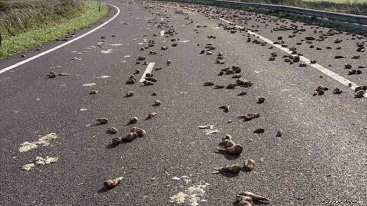 A256 bij Goes afgesloten: weg bezaaid met lading bieten