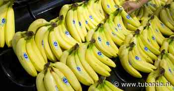 Hoe je brein de knoop doorhakt als je een keuze moet maken, bijvoorbeeld welke banaan je koopt