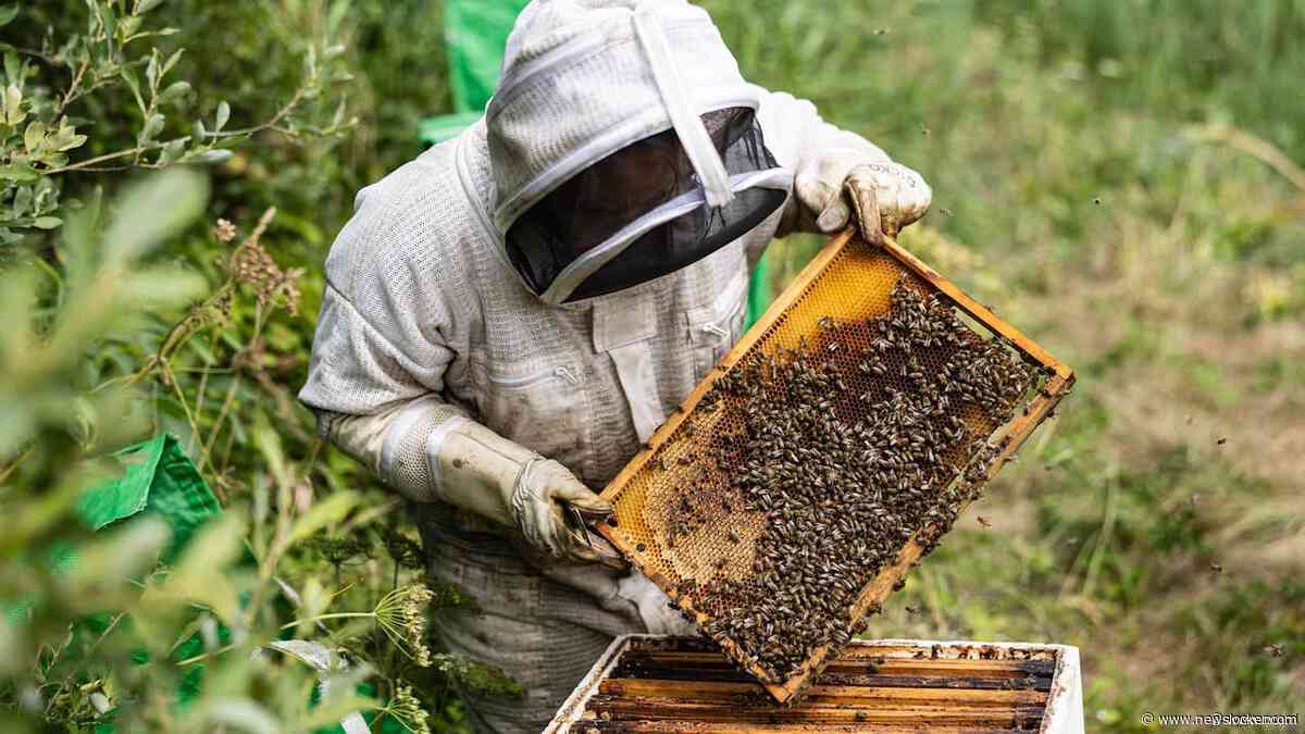 Franse honingopbrengst gedaald doordat bijen minder uitvlogen door hittegolven