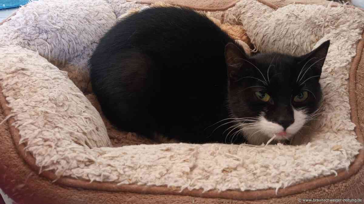 Schicksalskatze Lizzy sucht nach schrecklichem Unfall ein sicheres Zuhause