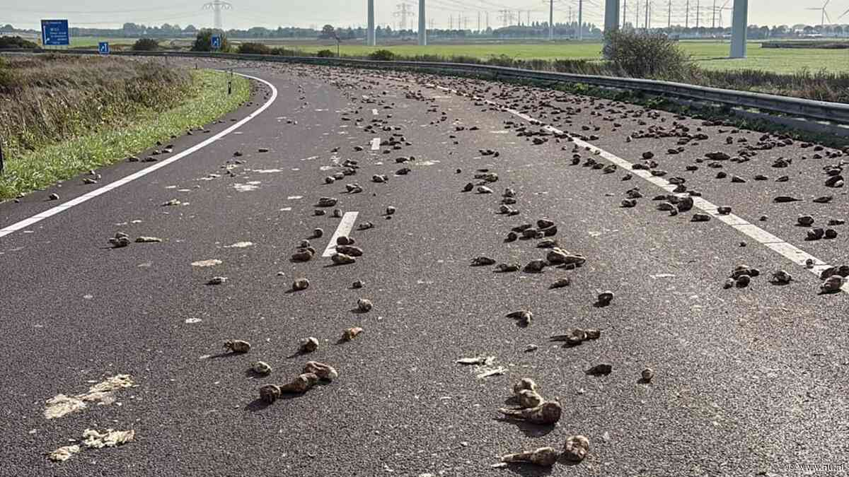 Deel Zeeuwse snelweg afgesloten vanwege grote lading suikerbieten op de weg