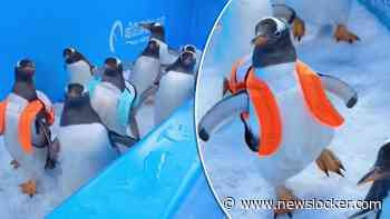 Opmerkelijk: pinguïns paraderen voor nationale feestdag in China