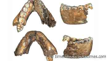 Adult Homo erectus fossil confirms species appeared in Africa 2 million years ago