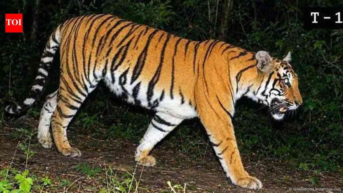 Buxa tigress yet to make a kill, foresters won’t rush wild release