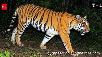 Buxa tigress yet to make a kill, foresters won’t rush wild release