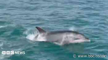 Watch: Fisherman captures dolphins chasing boat