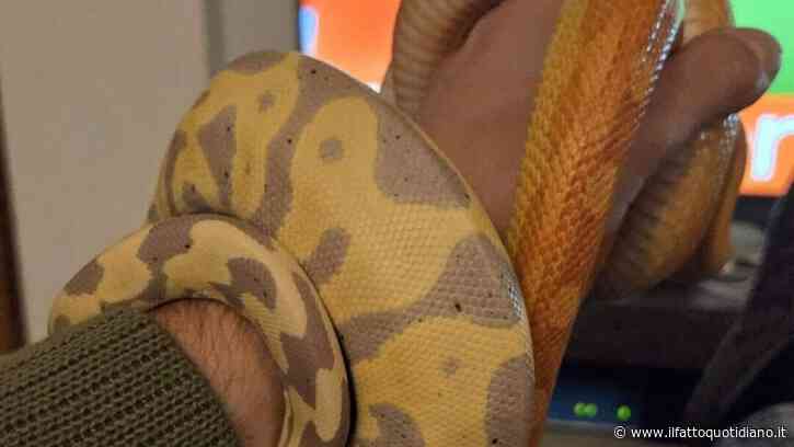 “Sono fuggiti dalle teche lasciate leggermente aperte mentre le pulivo. Sono più innocui dei cani, se li trovate bloccateli con una scatola”: serpenti scappati vicino a Roma, l’appello del proprietario