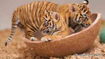 WATCH:  David Muir shares milestones of Fort Worth Zoo's Sumatran tiger cubs