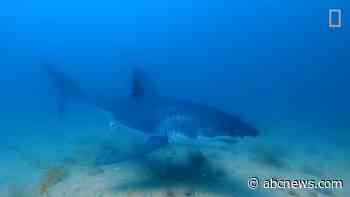 WATCH:  Nat Geo catches rare great white shark moment on camera