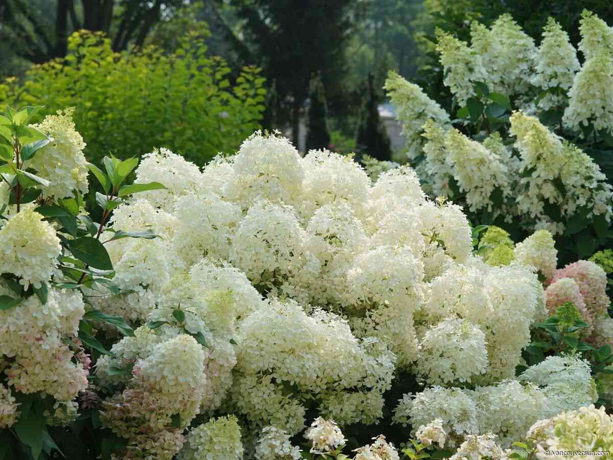 Brian Minter: How these big, blooming hydrangeas have taken the gardening world by storm