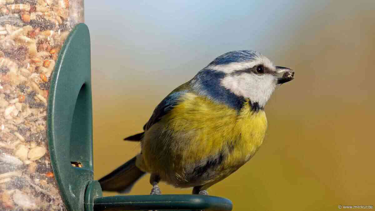 Wildtiere und Vögel im Garten füttern: „Mit Sonnenblumenkernen macht man nichts falsch“