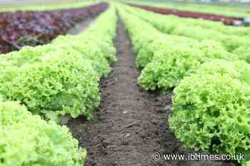 Taylor Farms Cyclospora Outbreak: FDA Finds Parasite at Mexico Facility and Grower Drainage Ditch