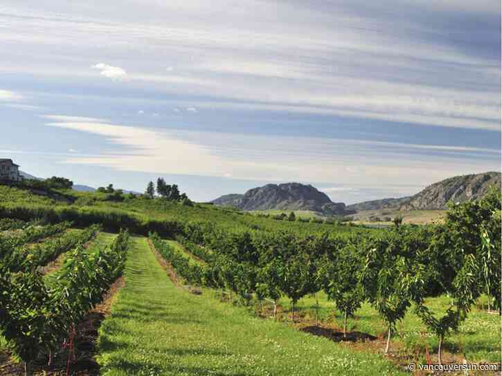 Anthony Gismondi: Okanagan is open for business. You should check it out