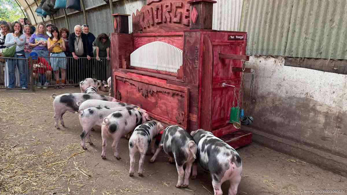 Varkens maken muziek met hun snuit op een knorgel