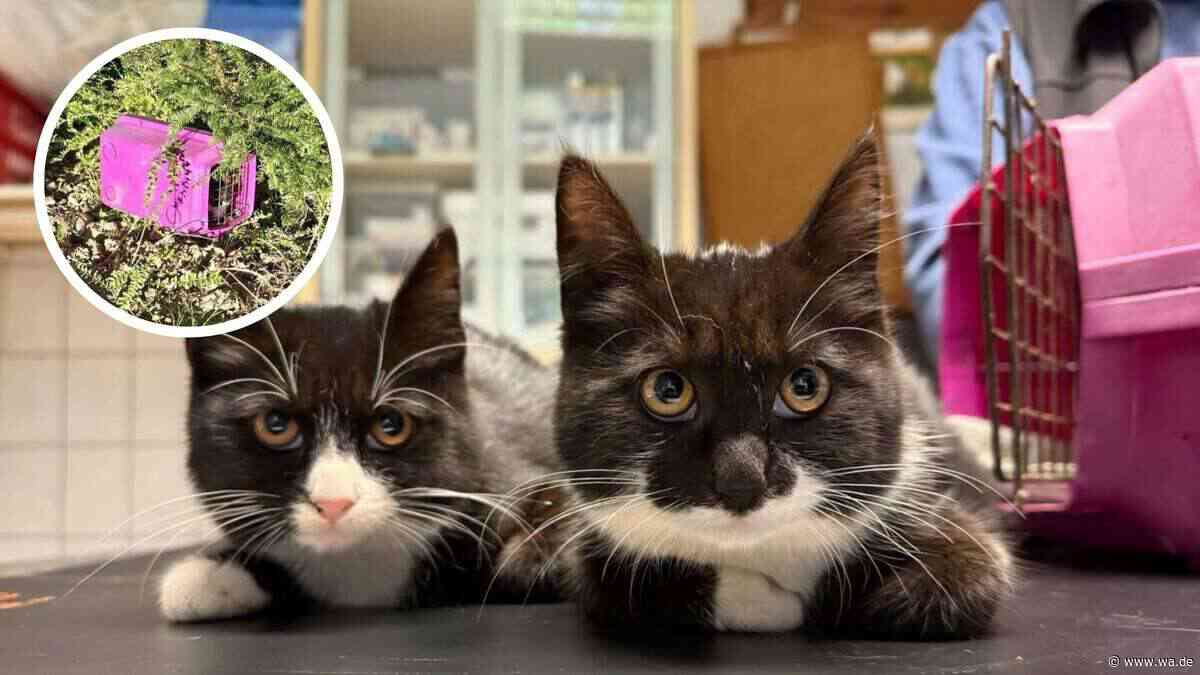 „Was diese zwei durchgemacht haben, macht uns wütend“: Katzen herzlos an Böschung ausgesetzt