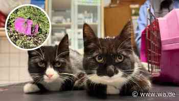 „Was diese zwei durchgemacht haben, macht uns wütend“: Katzen herzlos an Böschung ausgesetzt