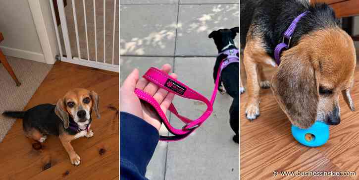New dog checklist, according to veterinarians and trainers