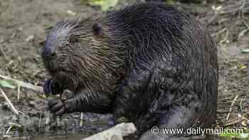 One of America's most unique cities is being drowned by BEAVERS... as critters are set to ruin nearly 200 years of history